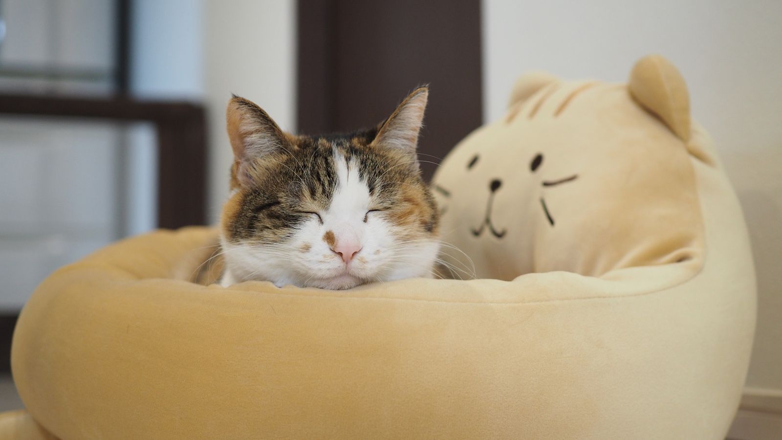 ライザップ､子会社再建に猫の手を借りる ｢FukuFukuにゃんこ｣で結果にコミットなるか | 専門店･ブランド･消費財 | 東洋経済オンライン