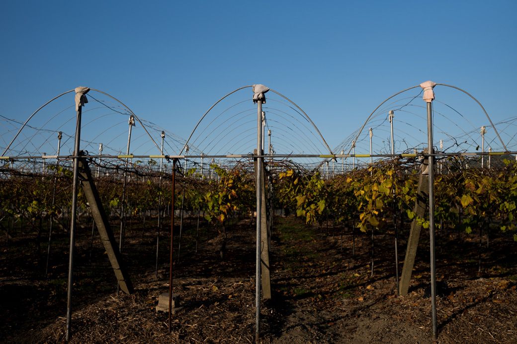 ギャラリーや工房の周りには、みやま市の名産でもあるブドウ畑が広がっている。（写真：筆者撮影）