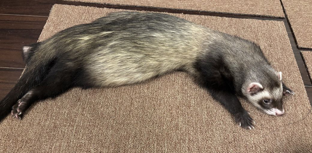 イタチ科の動物は、胴体が細長く足が短め、顔が小さいのが特徴（写真提供：ミキさん）