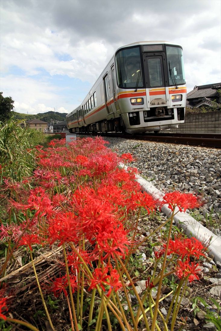 彼岸花と姫新線の新型気動車（撮影：南正時）
