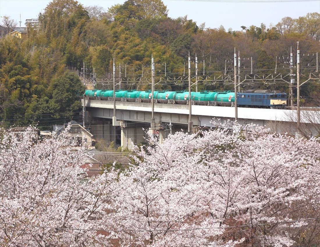 桜満開の武蔵野南線を走るEF64形1000番台牽引の貨物列車（撮影：南正時）