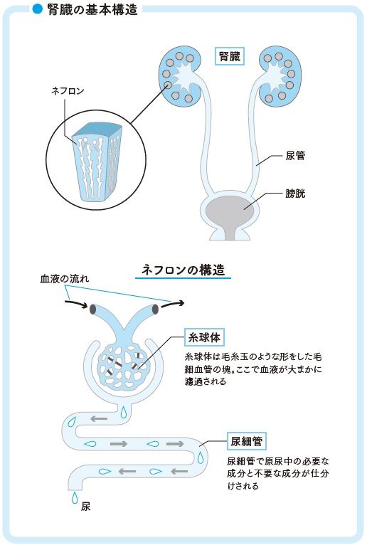 腎臓の基本構造