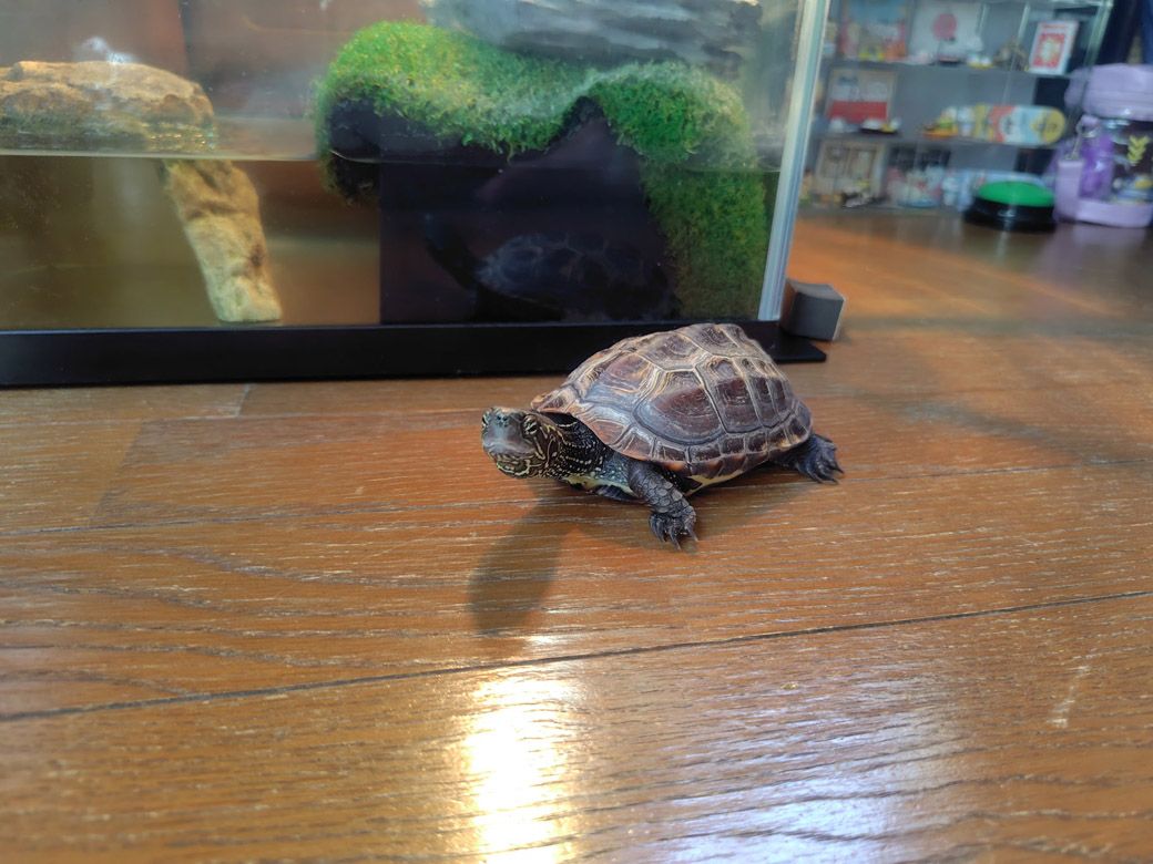 （写真提供：あめちさん）