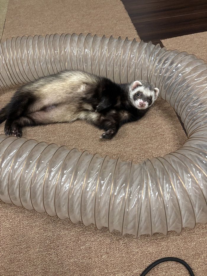 巣穴に入りこむ習性から、長いトンネルの遊具をくぐって遊ぶのが好き（写真提供：ミキさん）