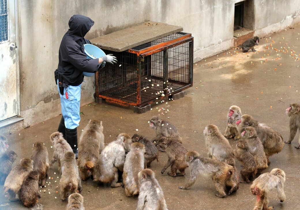 市川市動植物園　パンチくん