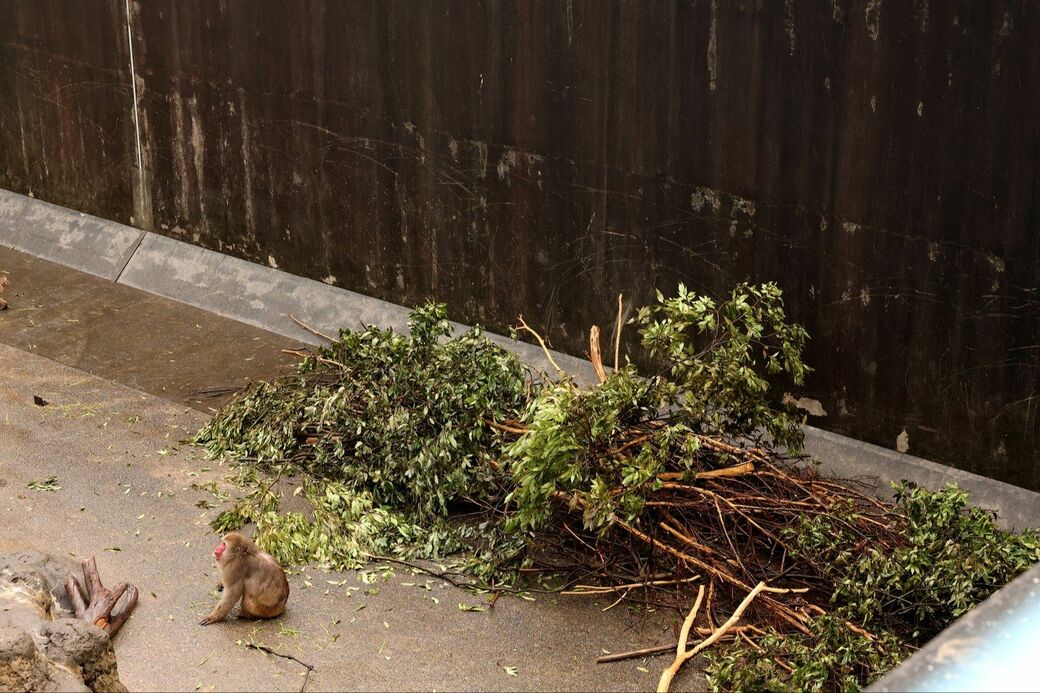 市川市動植物園　パンチくん