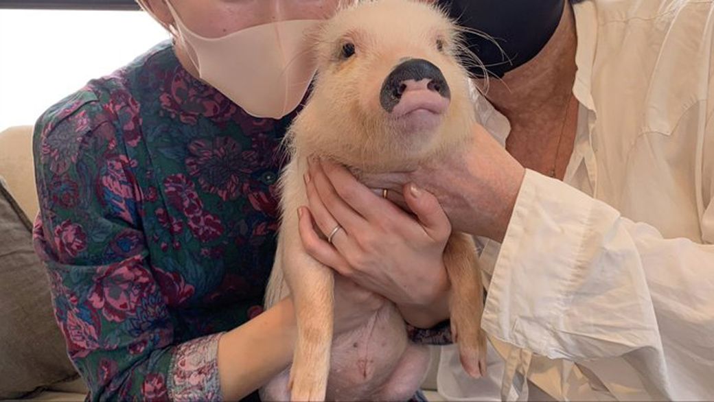 迎え入れる当日の記念写真。まだ体重6㎏の頃のおもちくん（写真提供：しおりさん）