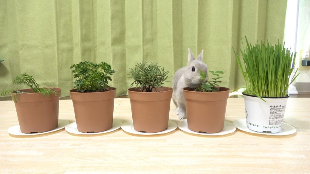 ぽぽちゃんのためにプランター栽培している植物。ぽぽちゃんの好物はクローバー（写真提供：やすさん）