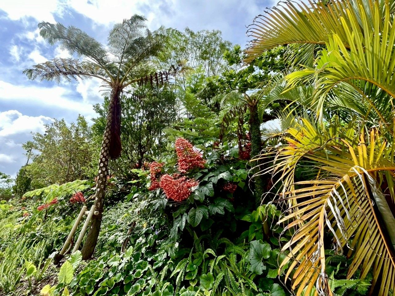 シダ植物が恐竜のいるジャングルを演出する（画像：花城綾子）