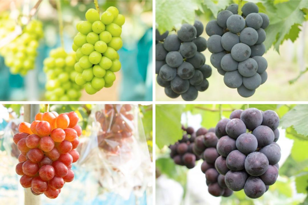 シャインマスカット（左上）ニューピオーネ（右上）マスカットビオレ（左下）オーロラブラック（右下）