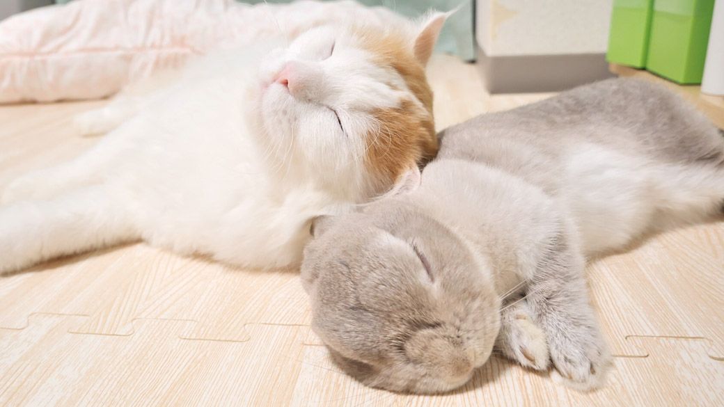 ぴったりと寄り添って眠るぽぽちゃんとぴーと君（写真提供：やすさん）