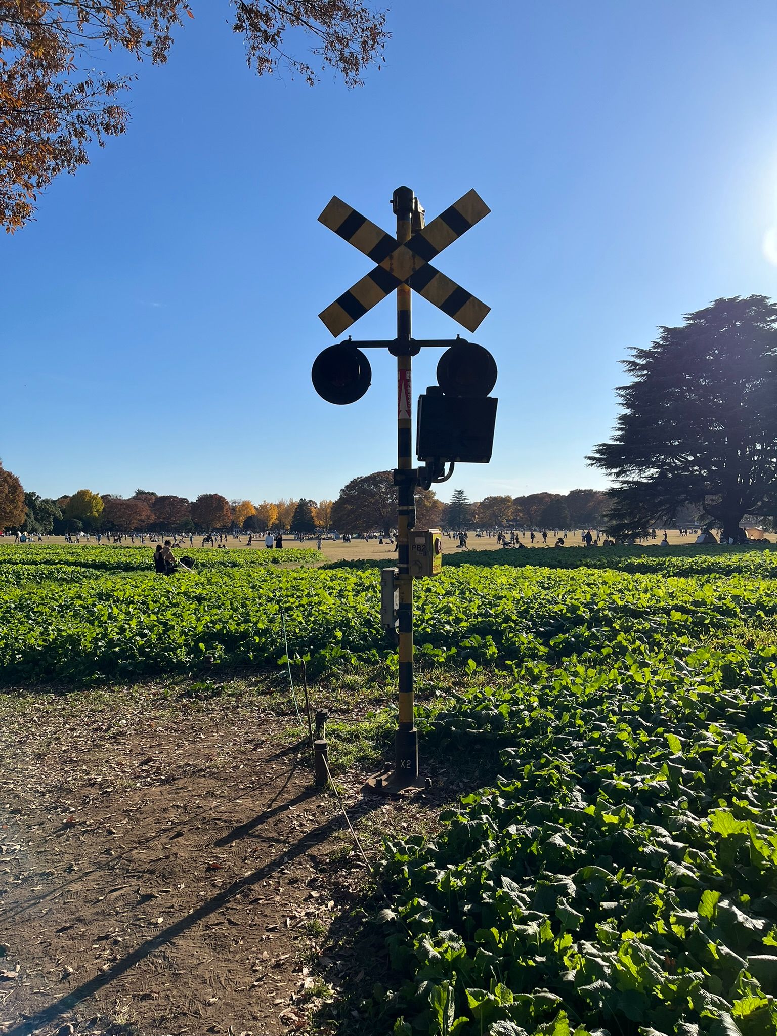国営昭和記念公園
