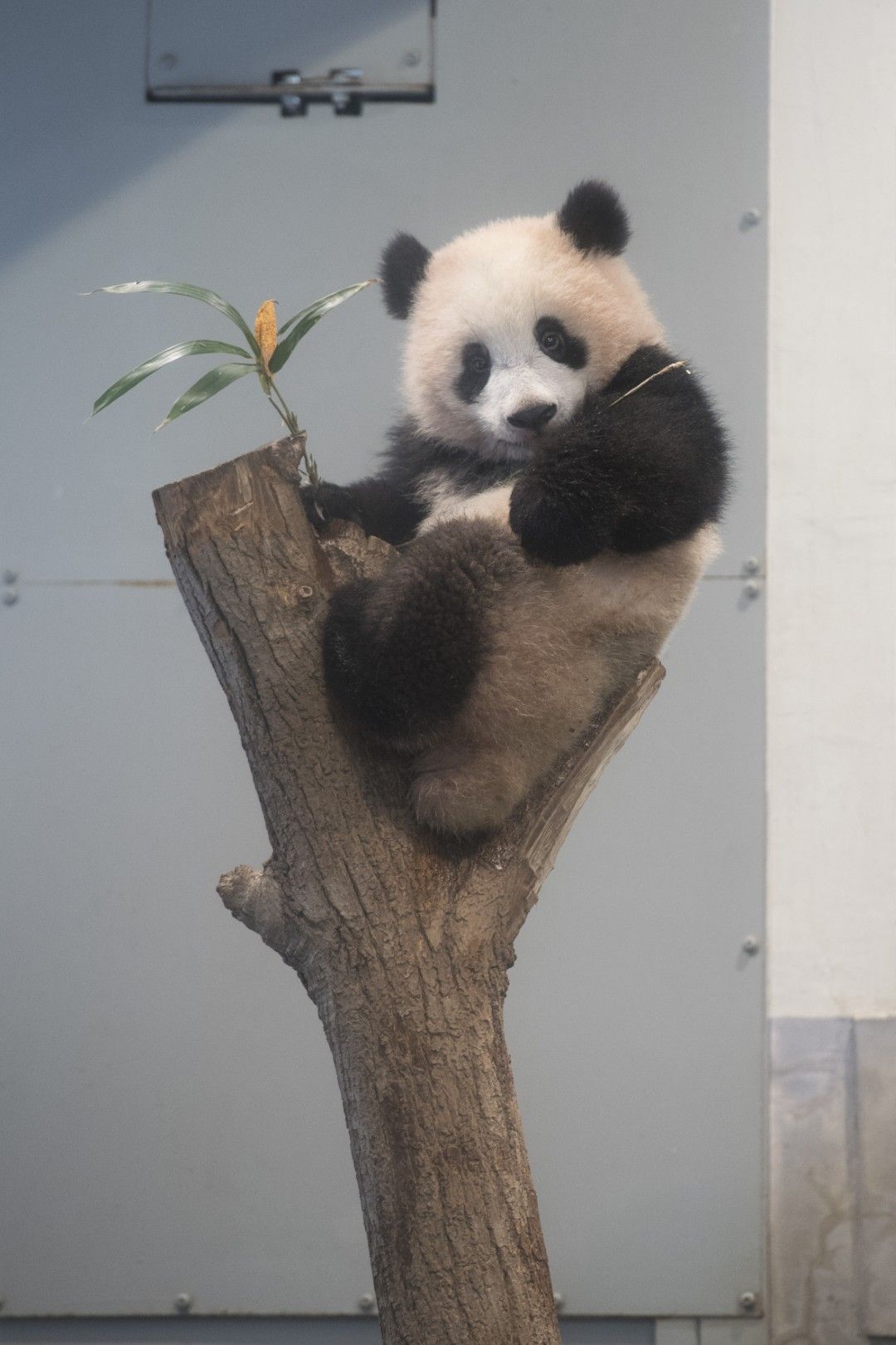 シャンシャン。2018年2月6日撮影（写真：高氏さん提供）