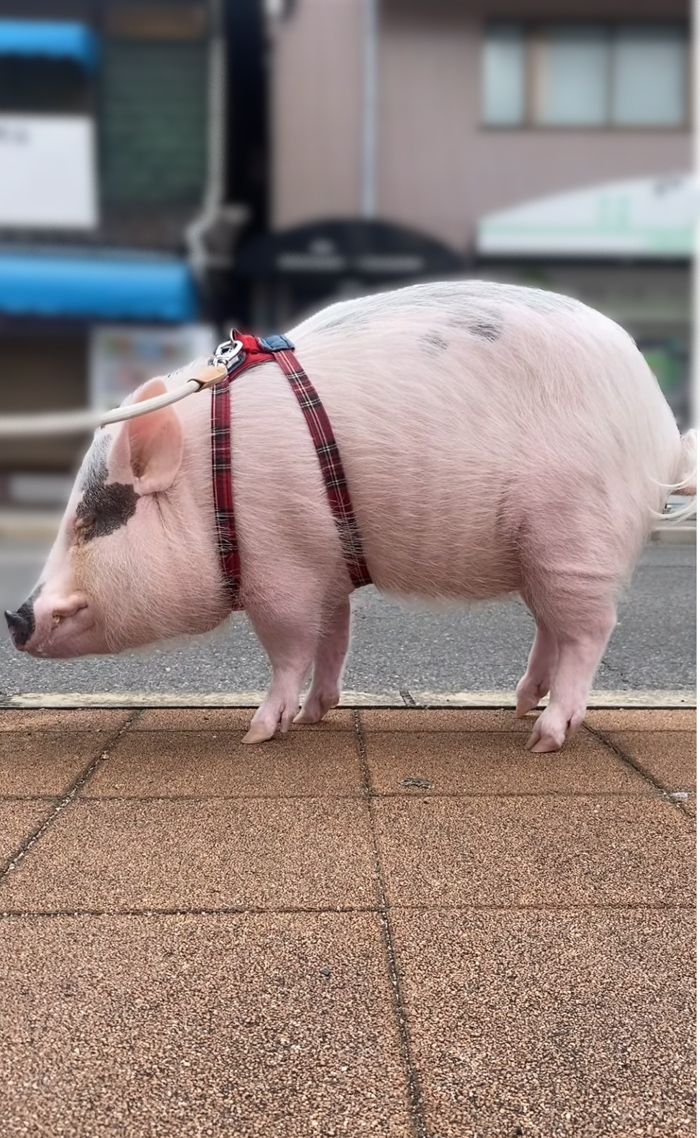 外出するときはハーネスを装着。写真はマイクロブタ用ハーネス（写真提供：しおりさん）