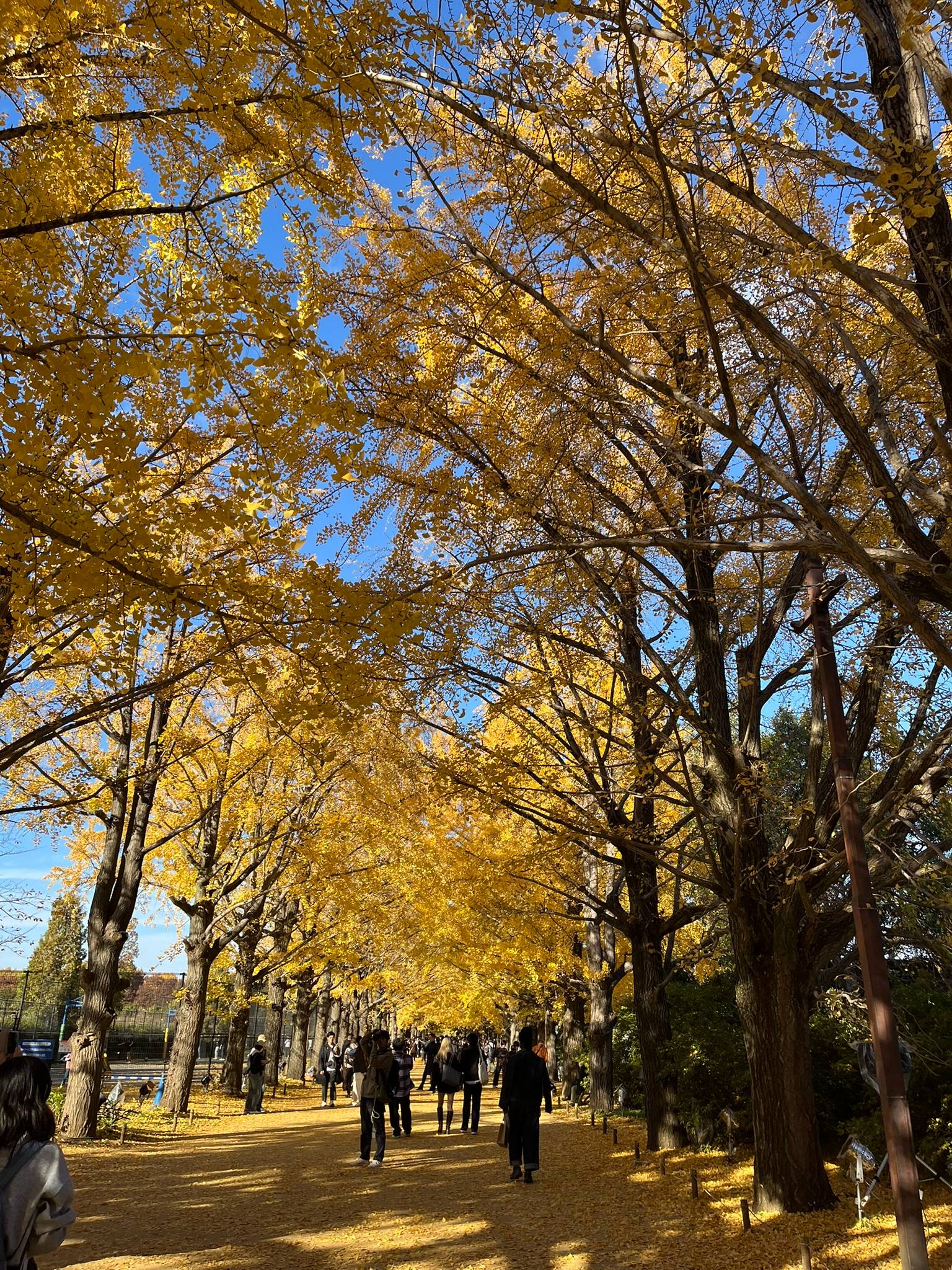 国営昭和記念公園