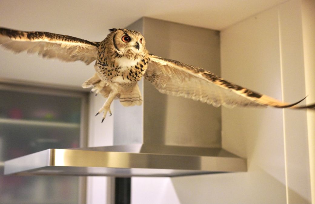 大型のフクロウは、やはり羽を伸ばして飛ぶ姿が美しい（写真提供：ゲンさん）
