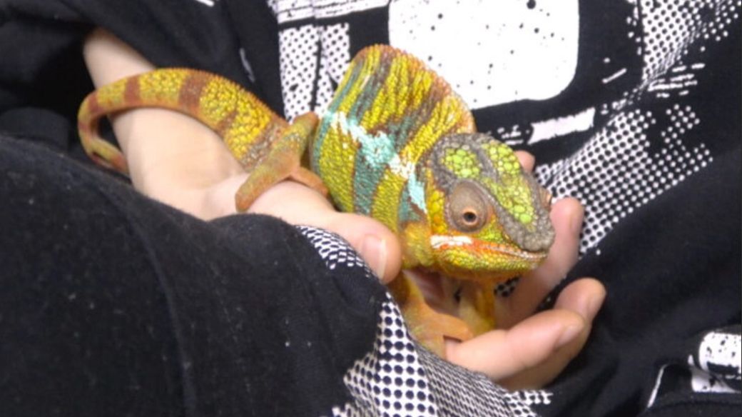 けーくんは、一度も怒ったことがないほど温厚で人懐っこかった（写真提供：山村さん）