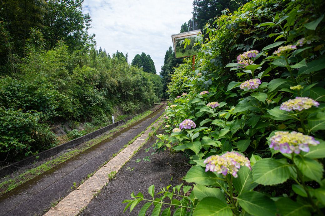 紫陽花が咲いていた（筆者撮影）