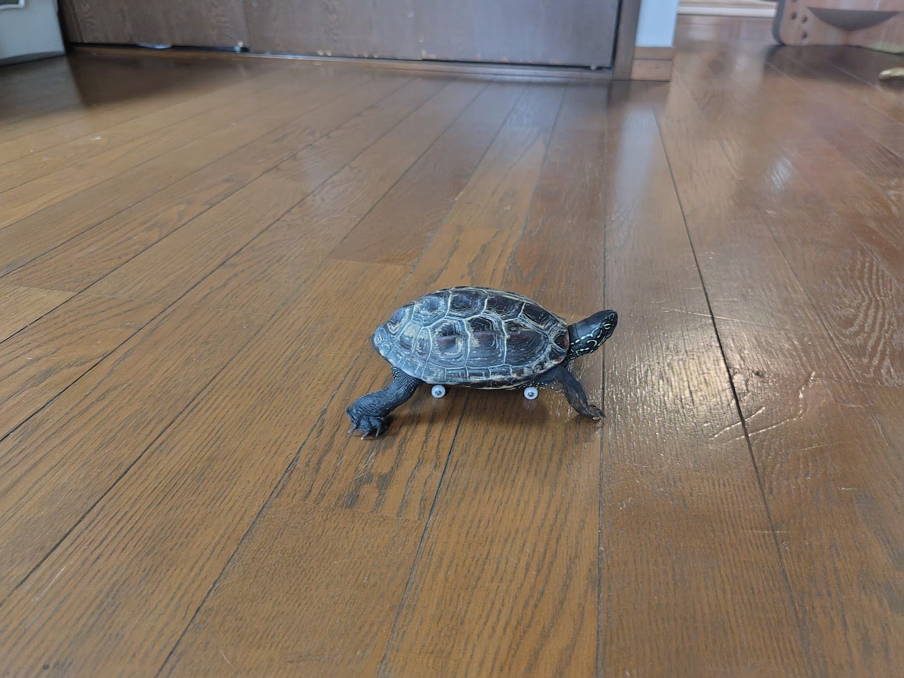 （写真提供：あめちさん）