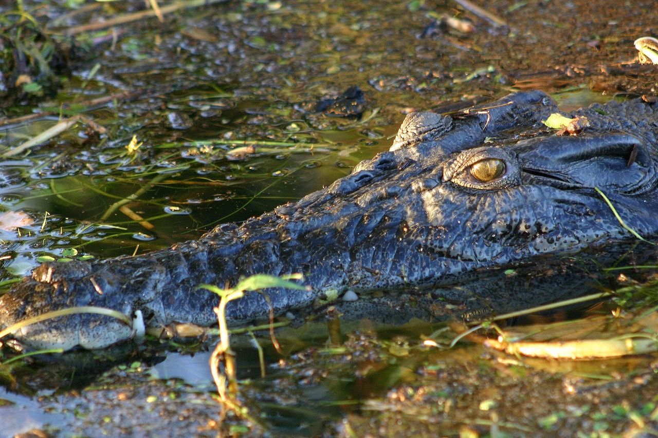 浅瀬に潜むことも多いイリエワニ（写真：筆者撮影）