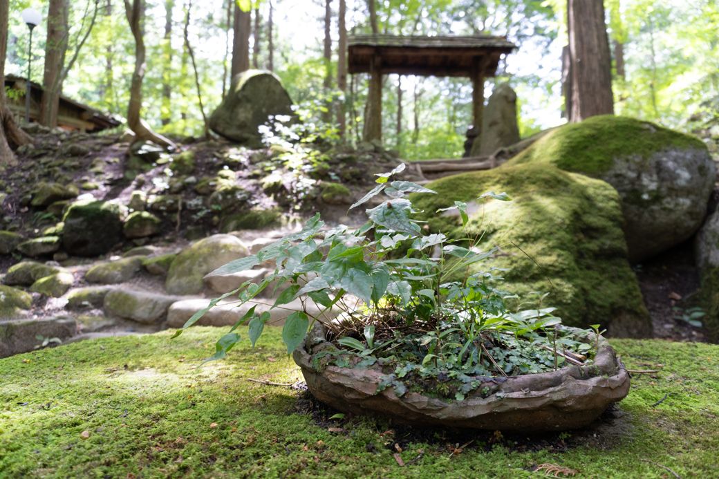 苔むした岩の上には、野趣あふれるあしらい（筆者撮影）