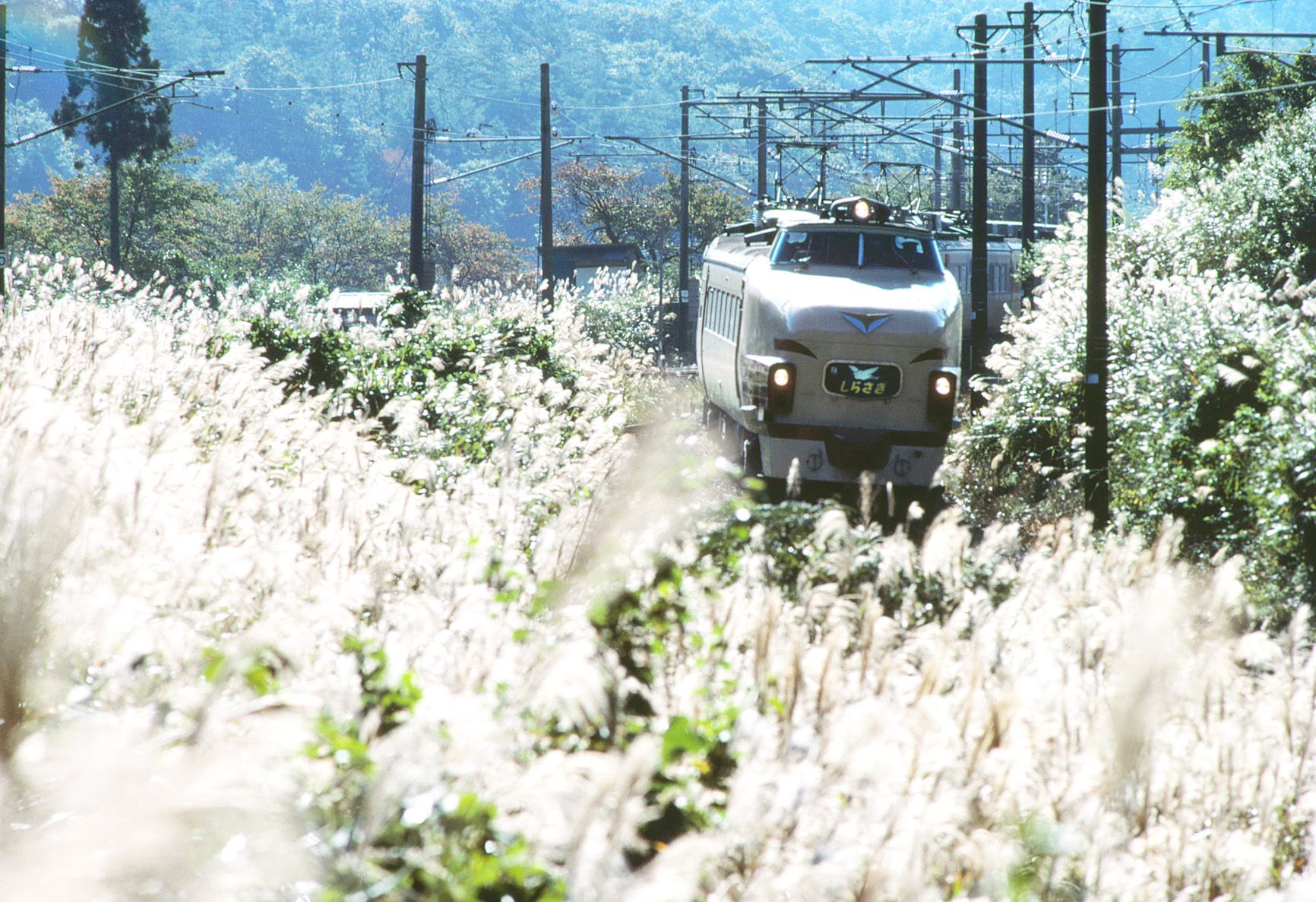 ススキの穂影に「しらさぎ」飛ぶ　北陸本線　新疋田―敦賀　1984年10月（撮影：南正時）