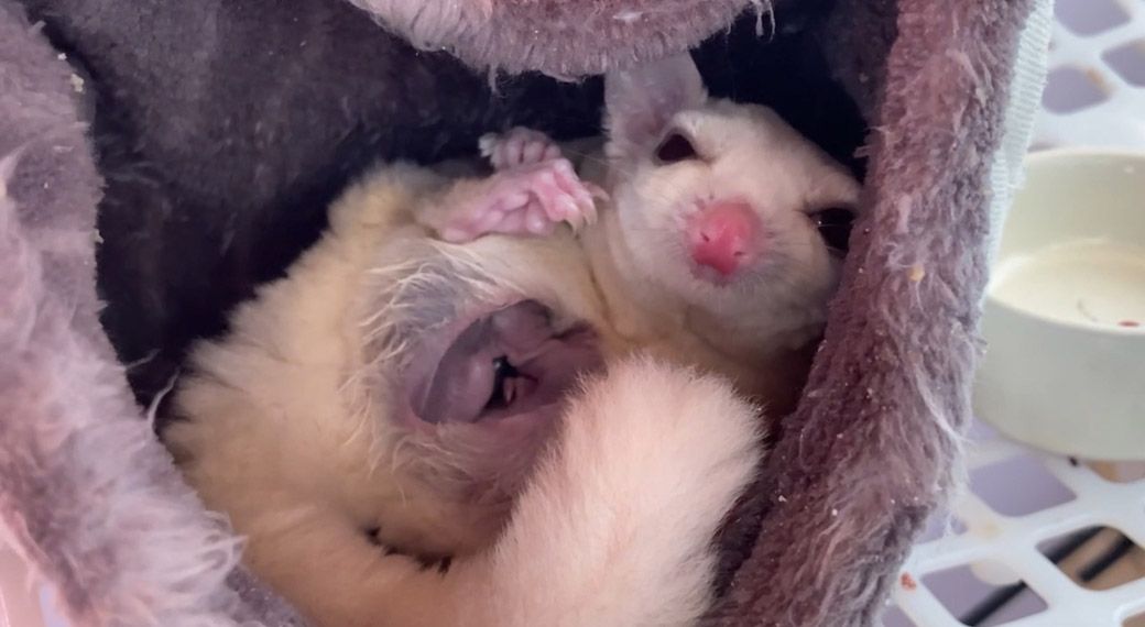 お腹の袋に赤ちゃんを抱えるチャナちゃん。よく見ると赤ちゃんは2匹いる。（写真提供：ひろさん）