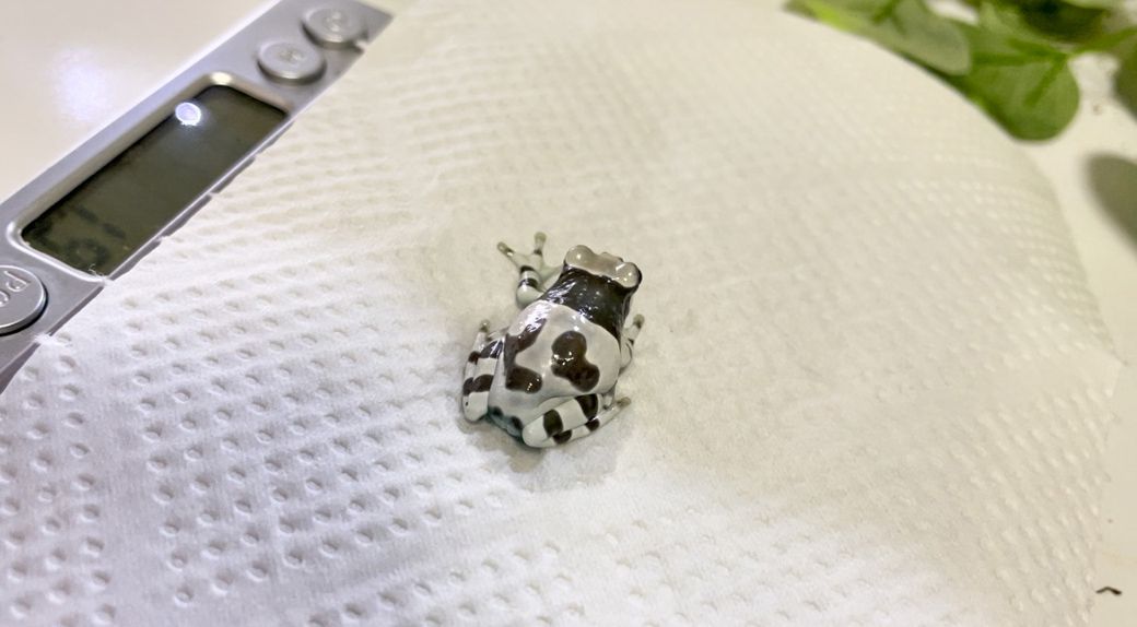 （写真提供：ぴよさん）