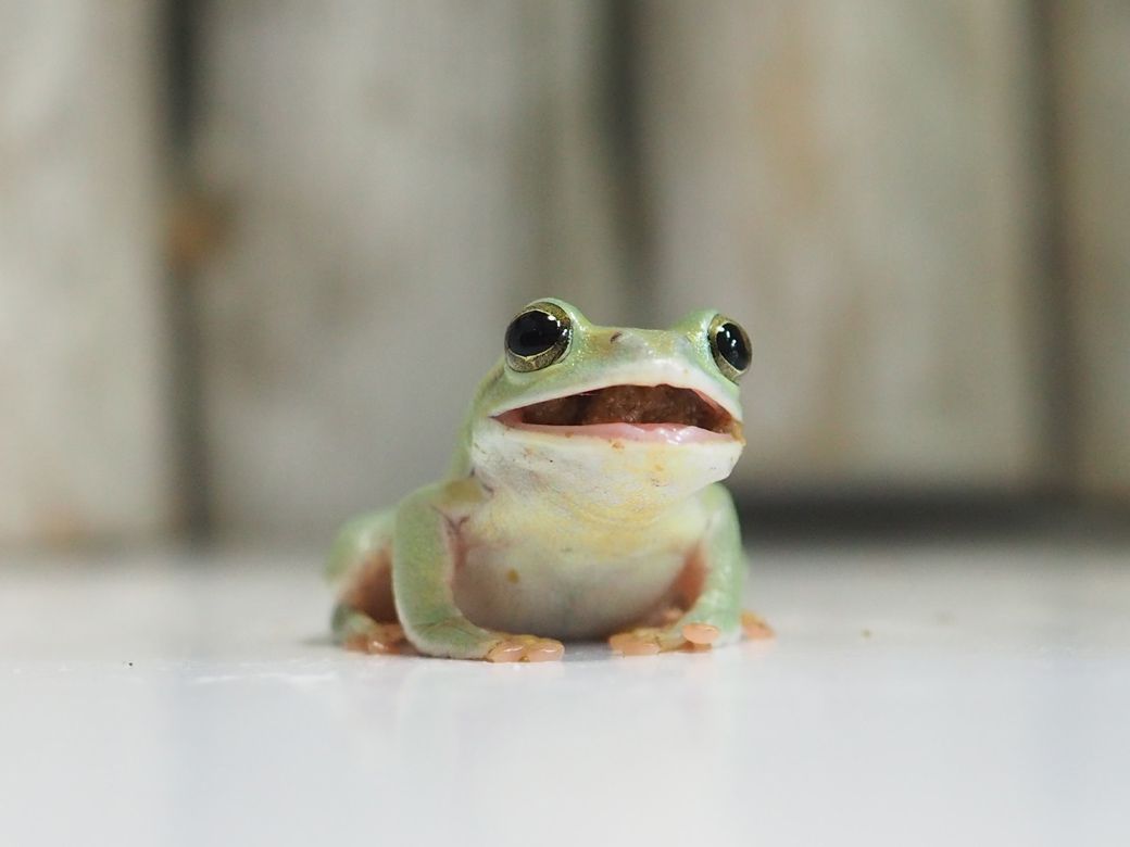 同じ種類でも一匹ずつ個性があり、名前もちゃんと付いている（写真提供：ぴよさん）
