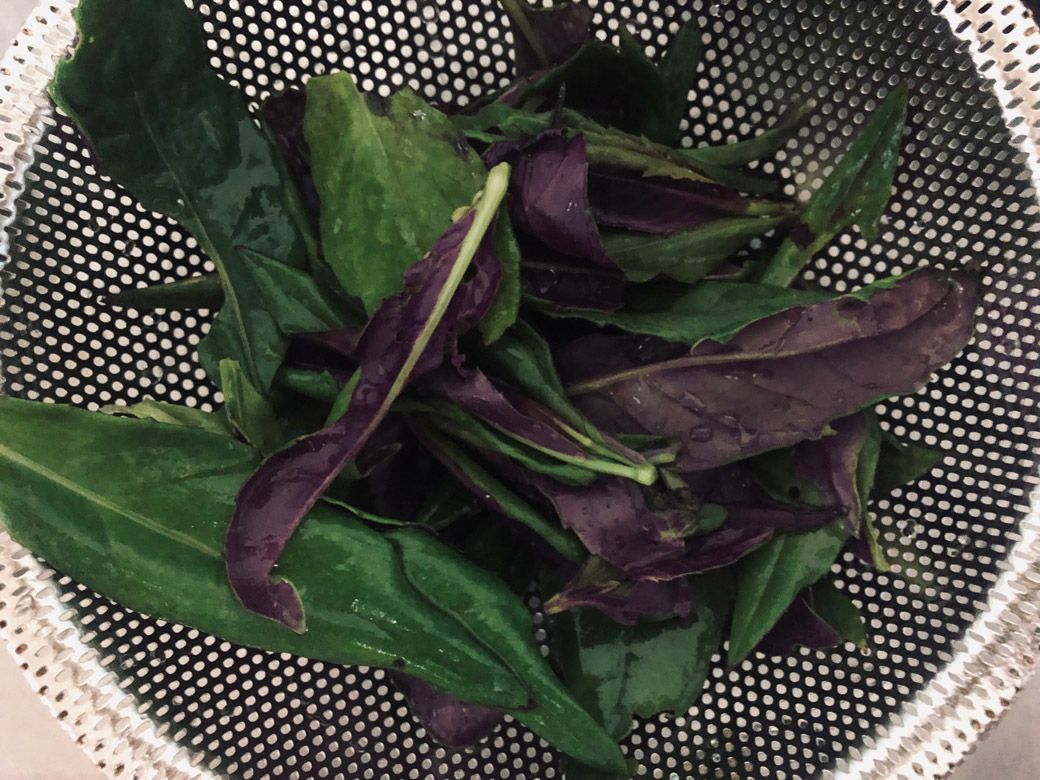 はんだま。沖縄や奄美でもよく食べられている野菜。石川の方では「金時草」として知られている（筆者撮影）