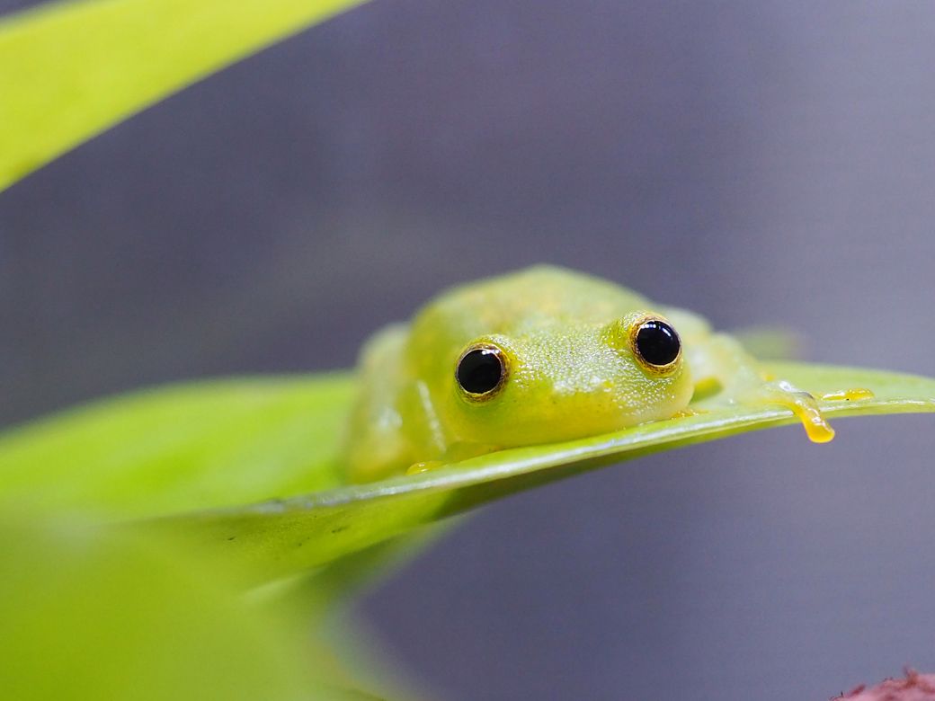 中南米の熱帯雨林に生息する、樹上性のフライシュマンアマガエルモドキ（写真提供：ぴよさん）