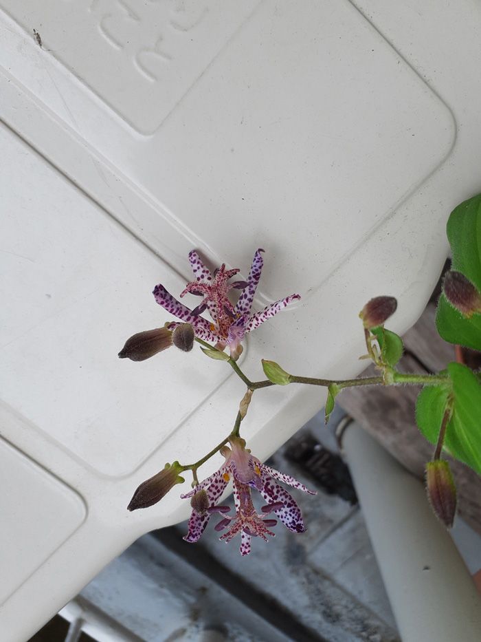 知り合いからもらったホトトギス（写真：中山さん提供）