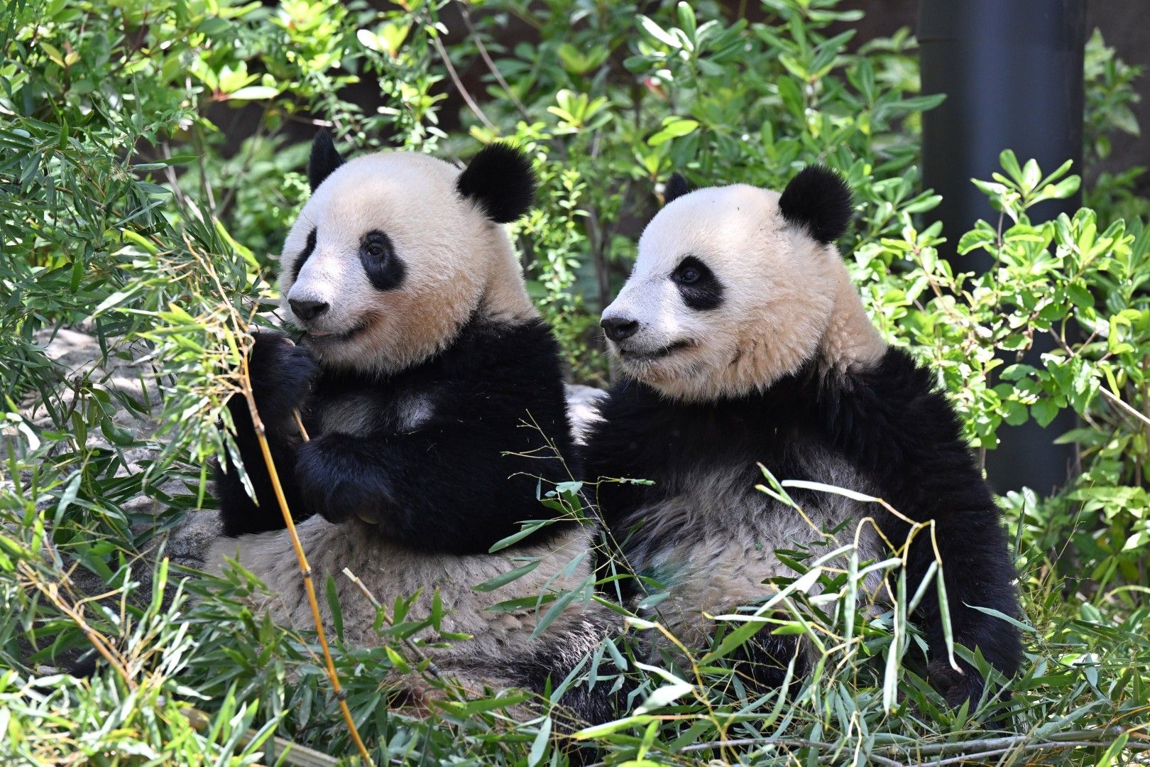 シャオシャオ、レイレイ。2023年5月18日撮影（写真：高氏さん提供）