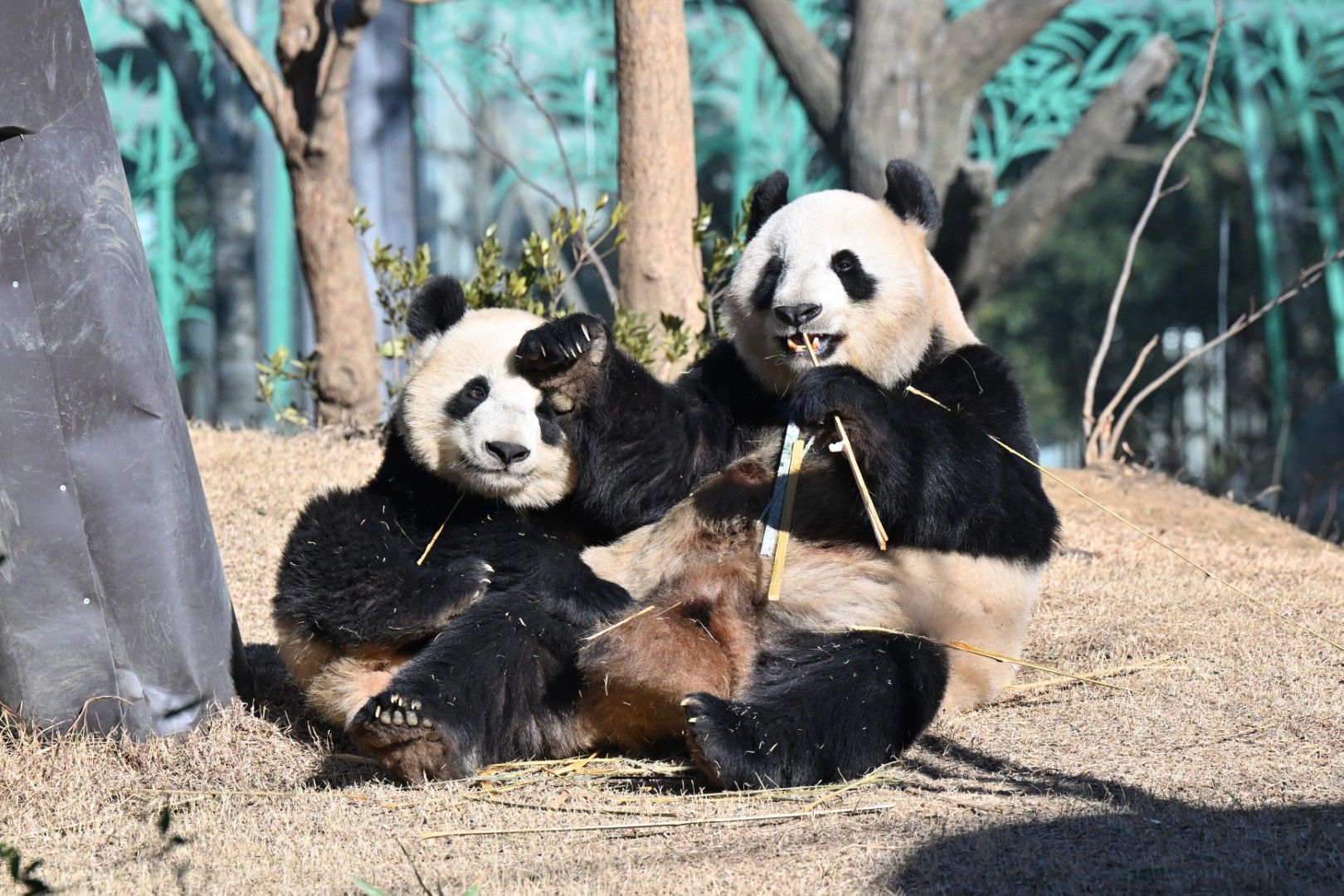 シンシンとシャオシャオ。2023年1月29日撮影（写真：高氏さん提供）