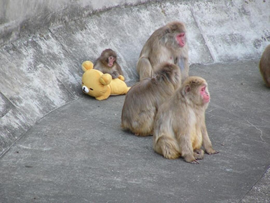 市川市動植物園　オトメ