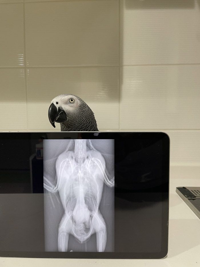 年に一度のレントゲン検査も欠かせない（写真提供：カマタさん）