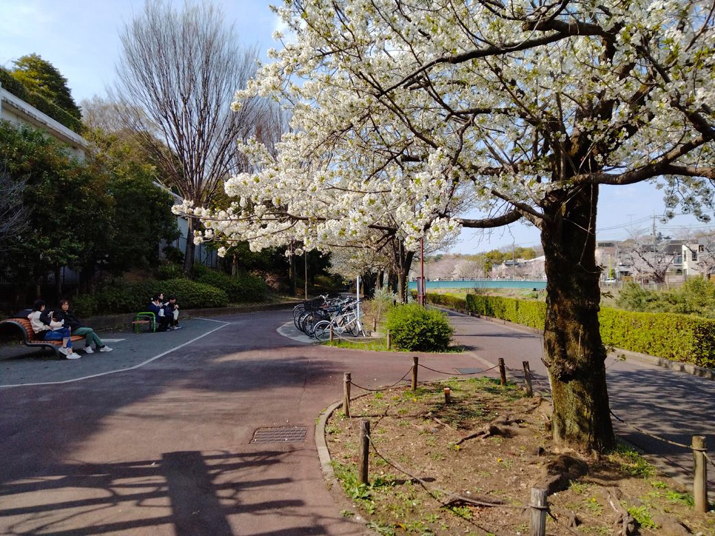野川沿いの歩道に咲く桜（提供：コマツさん）