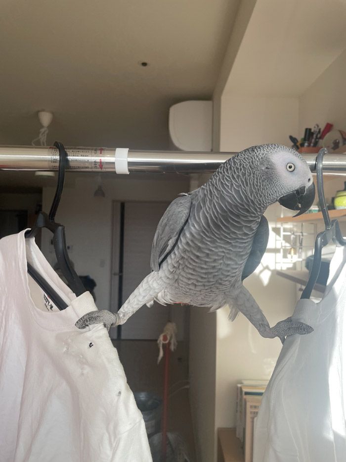 カマタさんの目が届く限り、日中はフリーで過ごすキクノスケくん（写真提供：カマタさん）