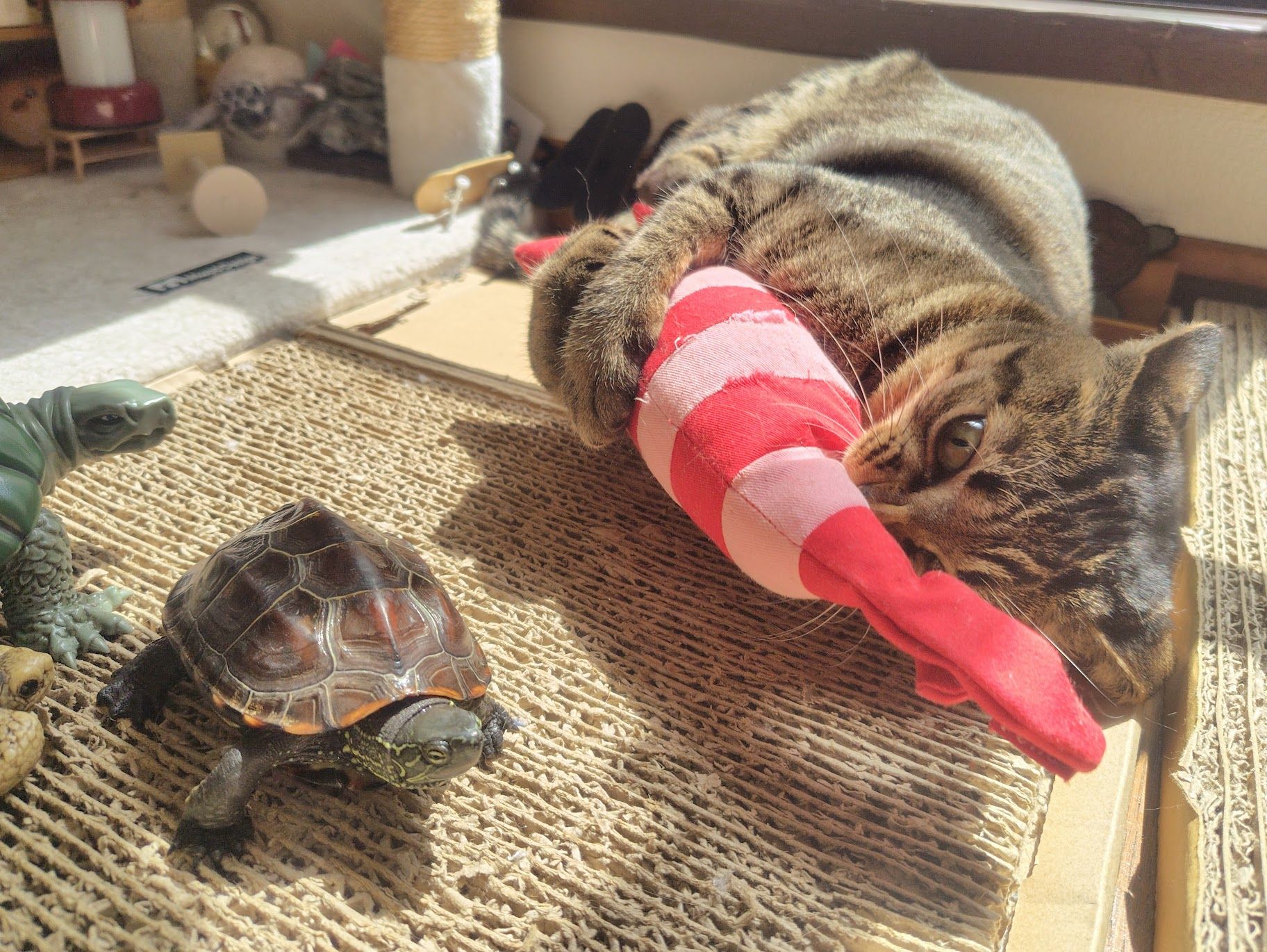 （写真提供：あめちさん）