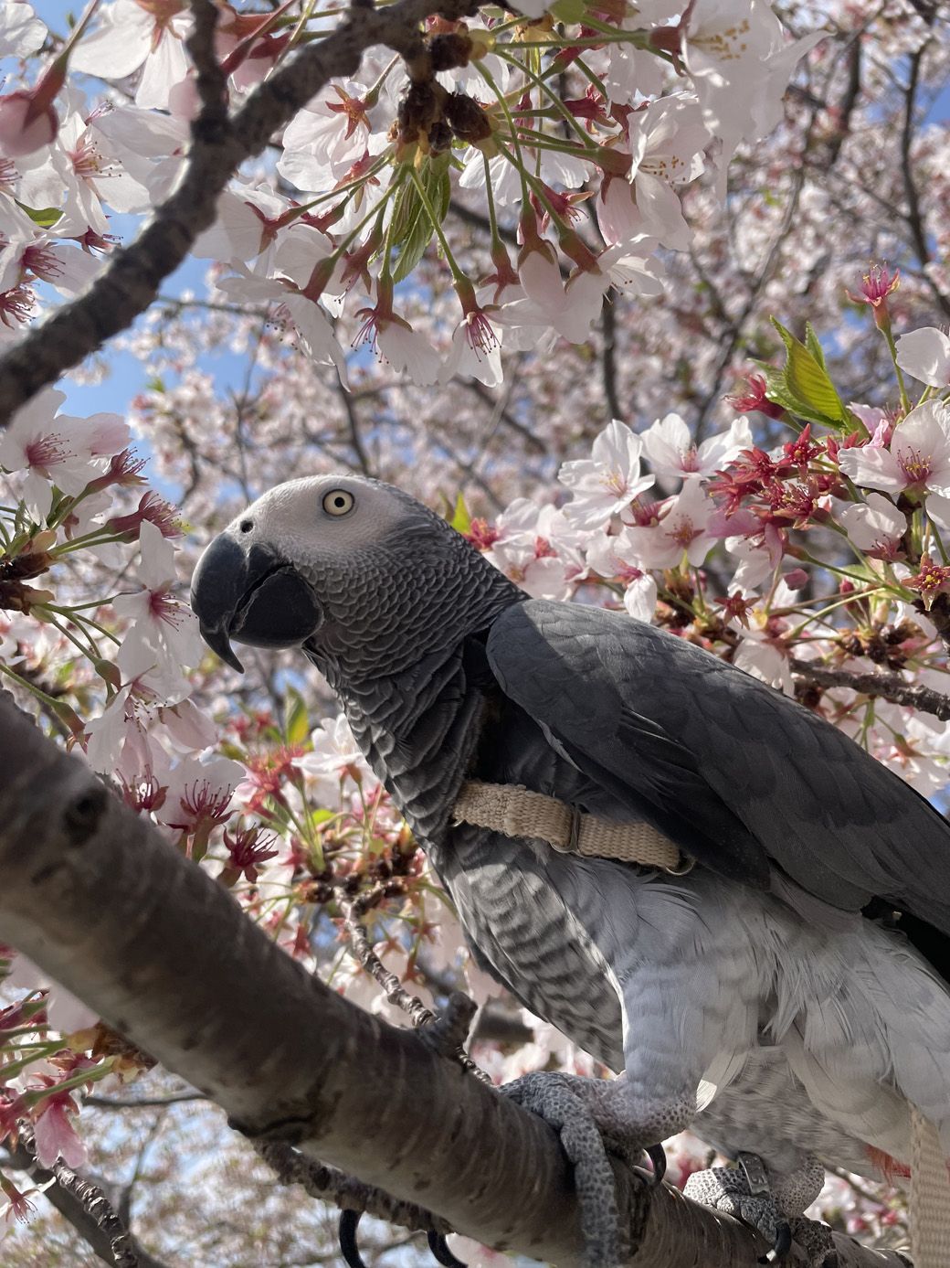 灰色の羽、鋭いクチバシと爪を持つヨウムは、賢く美しい鳥（写真提供：カマタさん）