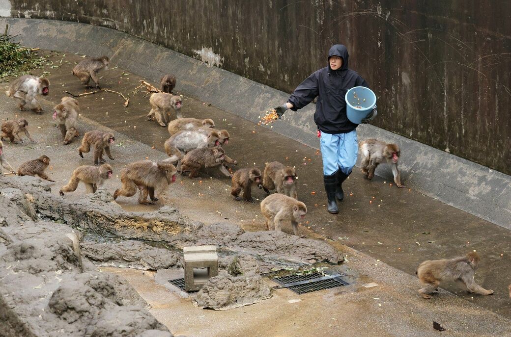 市川市動植物園　パンチくん