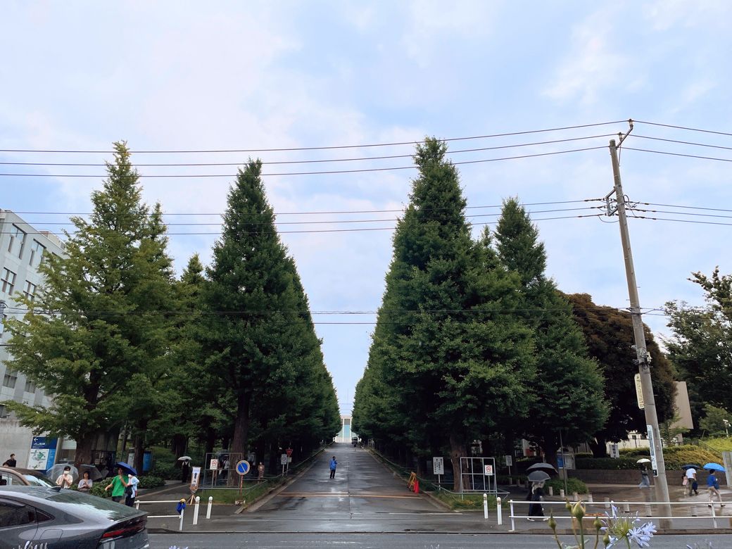 慶応大学日吉キャンパスのイチョウ並木（筆者撮影）