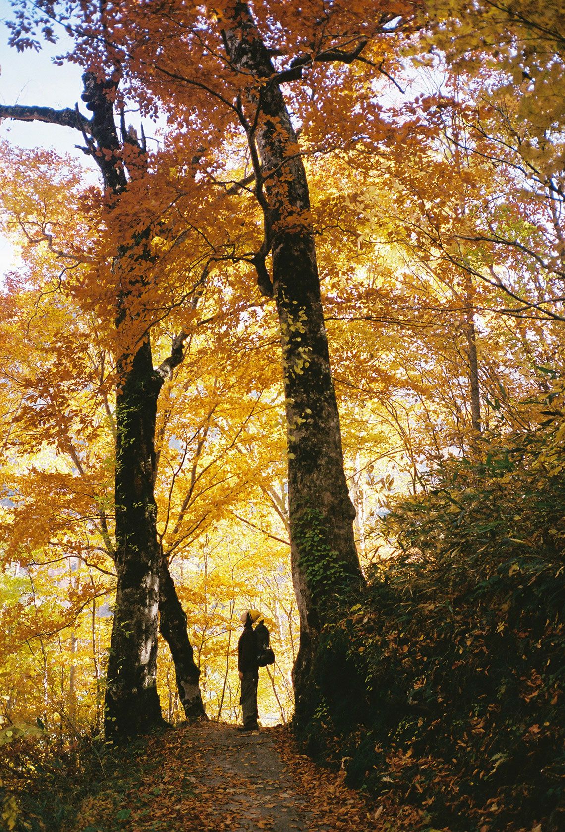 黒部ダム沿いの紅葉