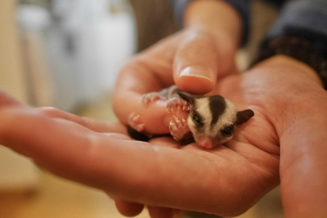 ひろさんの指にしがみつく、フクロモモンガの赤ちゃん（写真提供：ひろさん）