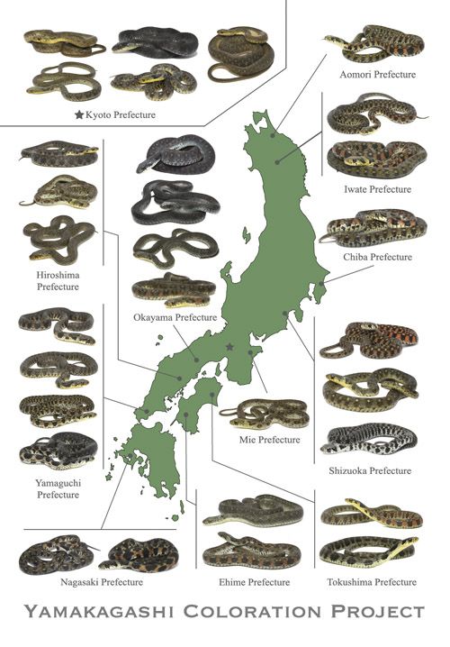 ヤマカガシ