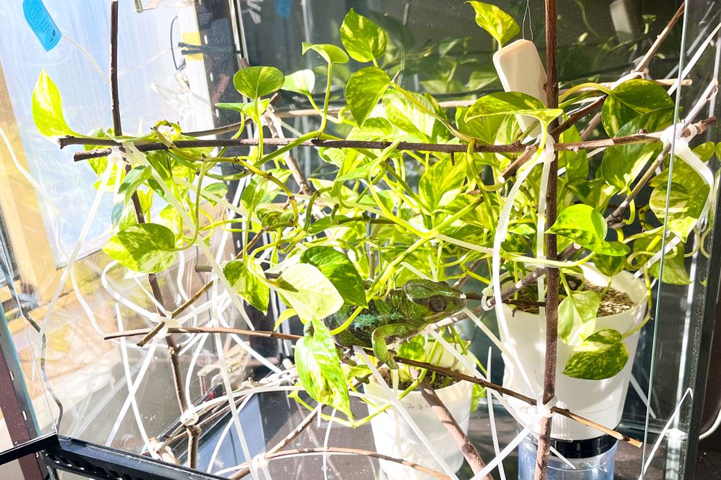 山村さんのカメレオンのケージ。内部に枝を張り巡らせ、観葉植物を置いている（写真提供：山村さん）