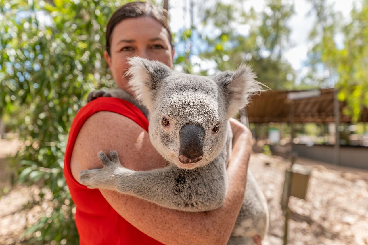 クイーンズランド州に来たからには「コアラ抱っこ」は体験しておきたい（写真：クイーンズランド州政府観光局）