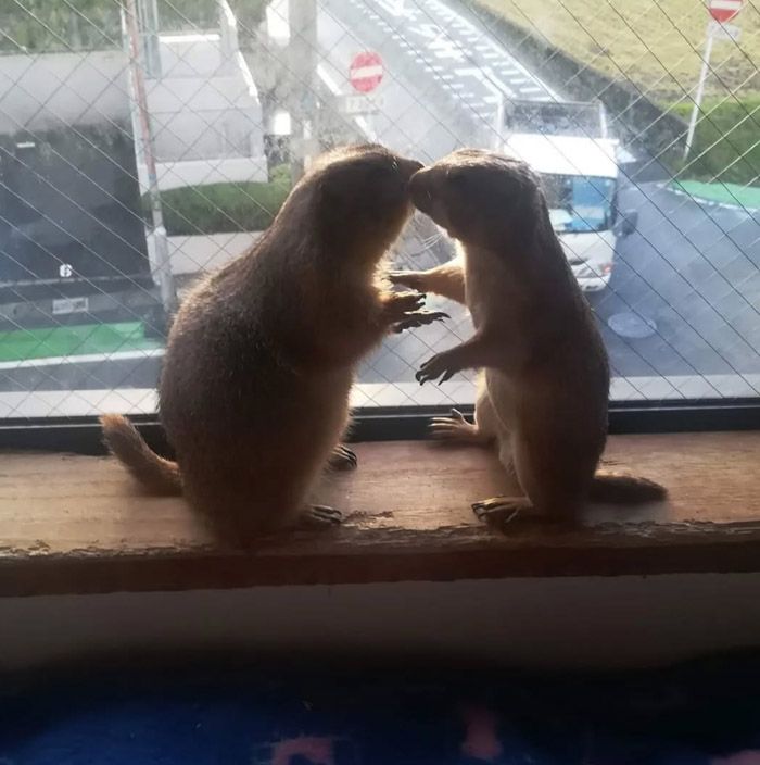 プレーリードッグは仲間同士でハグやキスをする（写真提供：まる子さん）