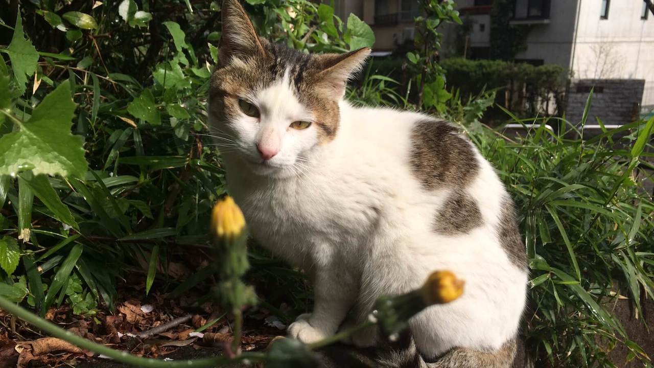 How Tokyo Stray Cats Live What To Know Before Taking One Home Original Tokyo Business Today All The News You Need To Know About Japan