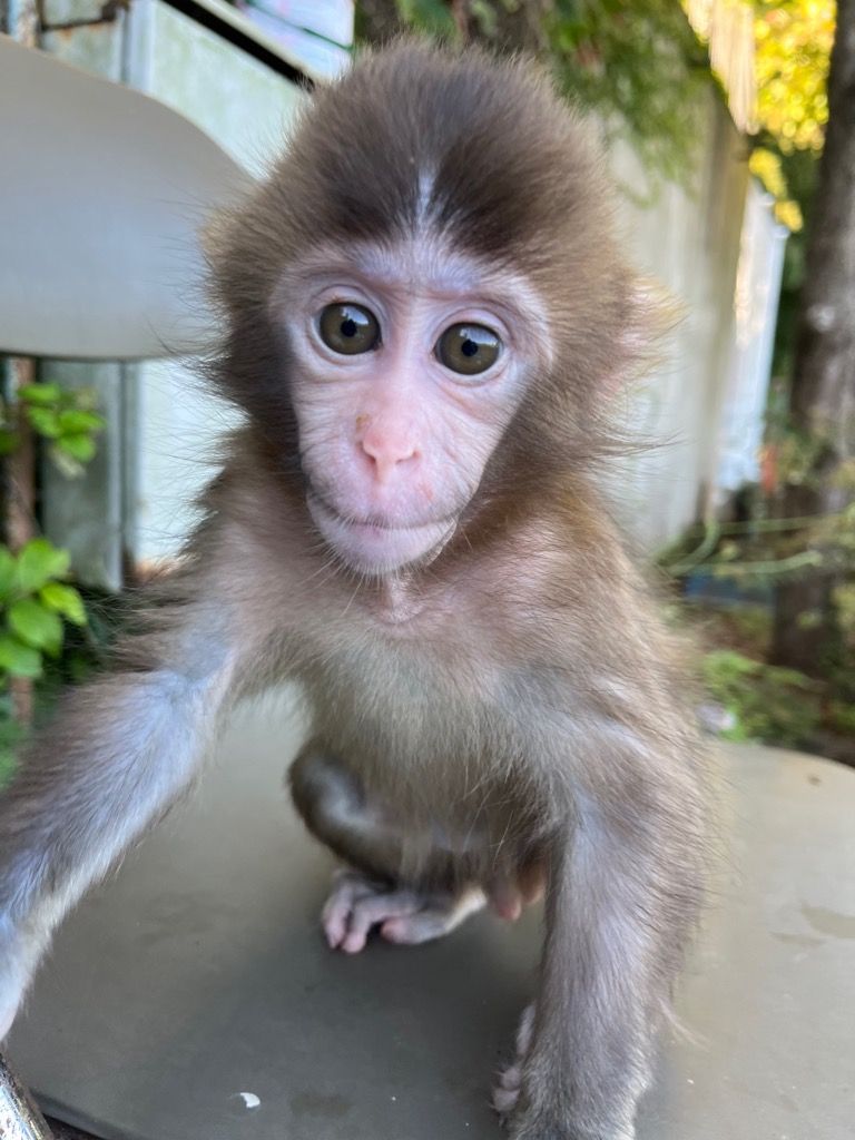 市川市動植物園　パンチくん